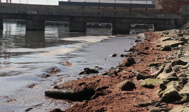 Tekirdağ'da sahil kırmızı yosunla kaplandı!