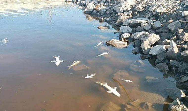 Etrafa kötü koku saçıyordu: Balık ölümleri yaşanan Karasu Çayı'nda inceleme