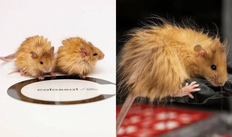 Genetik mühendislikte çığır açan gelişme: 'Yünlü fare' üretildi
