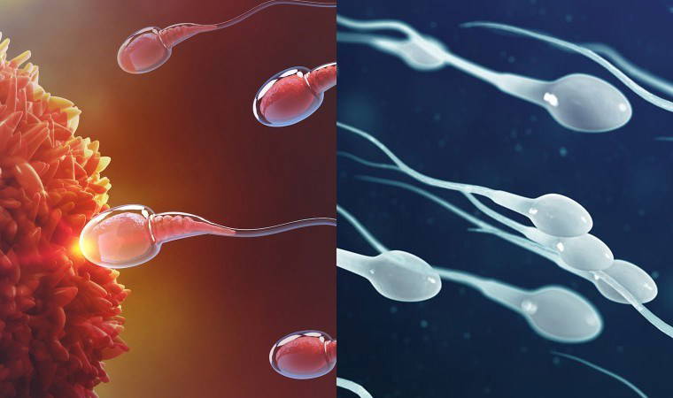 Araştırma: Sperm kalitesi yüksek olan erkekler daha uzun yaşıyor