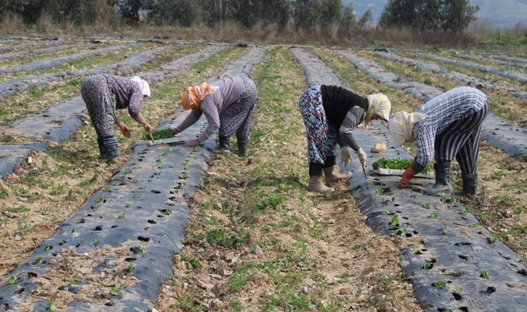 Bozdoğan'da cemre düştü, ekim başladı: Yazın hasat edilecekler!