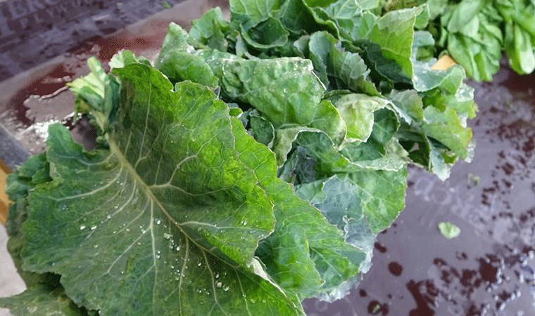 Karadeniz'in vazgeçilmezi ama fazlası zarar! Karalahana tüketimi tiroidi etkiliyor...