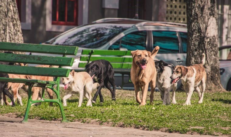 İstanbul Valiliği’nden sokak hayvanları genelgesi! 17 Mart'a kadar süre verildi
