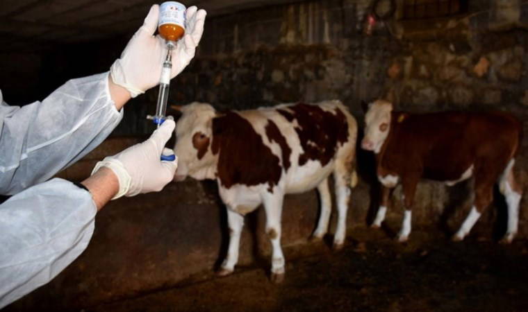 Bolu'da şap hastalığı alarmı... İki köy karantinaya alındı!