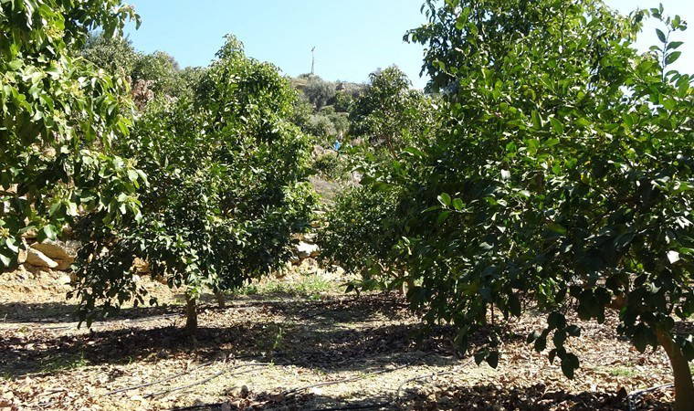 Alanya'da üreticilerin yüzü gülüyor: Tanesi 15 liradan, 55 TL'ye çıktı!