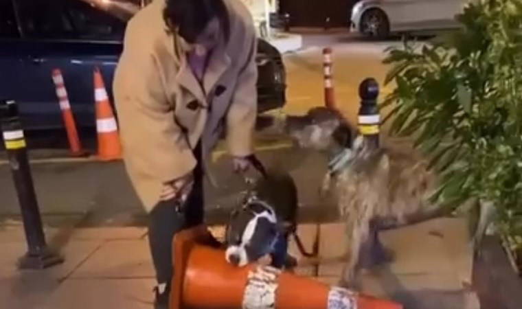 Bebek'te pitbull köpeği, ısırdığı dubayı dakikalarca bırakmadı: Sahibine 76 bin lira ceza kesildi