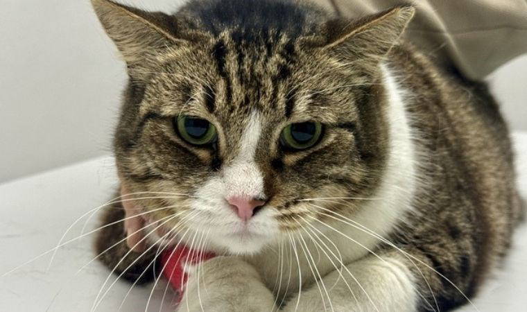 Obez kedi 'Dombili' sokağın maskotu oldu