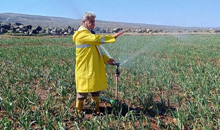 Araban Ovası hasada hazırlanıyor: AB tescilli lezzete bebek gibi bakıyorlar