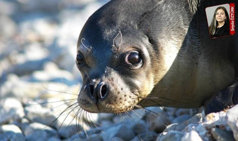 Akdeniz foklarının yaşam alanına yapılacak otelde sona yaklaşıldı: Şirket vazgeçmiyor