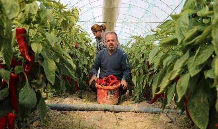 Hatay'da don: Fiyatı 50 liraydı şimdi 80 TL'den satılıyor