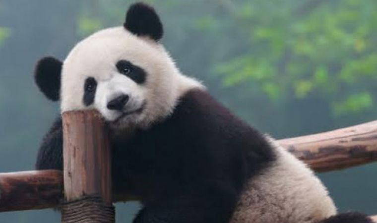 Her şeyden sıkılan 4 burç: Bu burçlarla birlikte eğlenmek çok zor