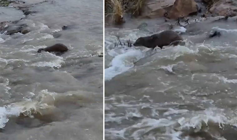 Nesli tükeniyor! Kızılırmak'ta su samuru görüntülendi