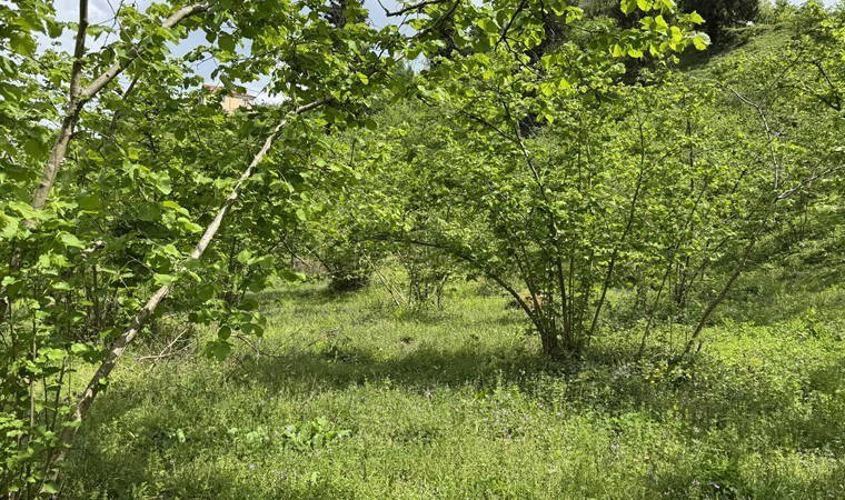 Bölgenin en önemli gelir kaynağı: Karadeniz hasada hazırlanıyor