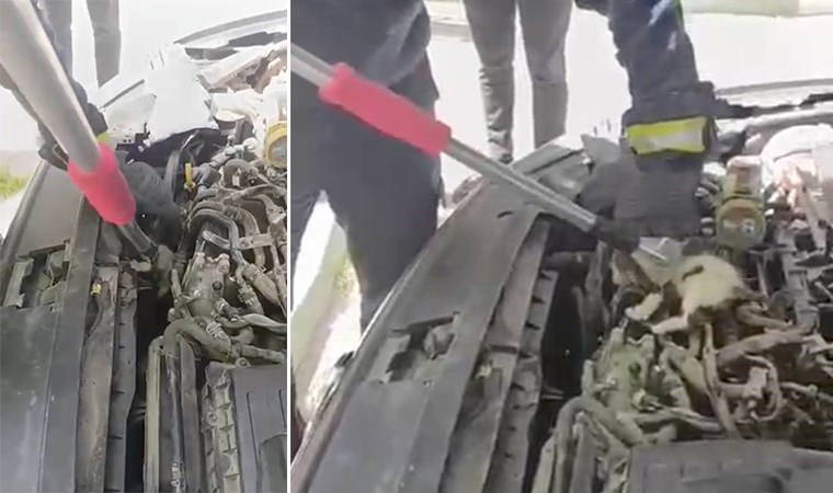 Anne kedi motor kısmında doğurdu, itfaiye seferber oldu