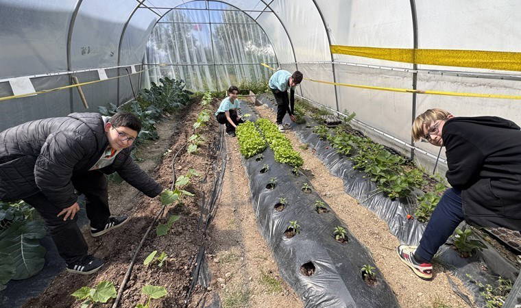 Bodrum'da hasat başladı:  40 metrekarelik alanda yetişti...