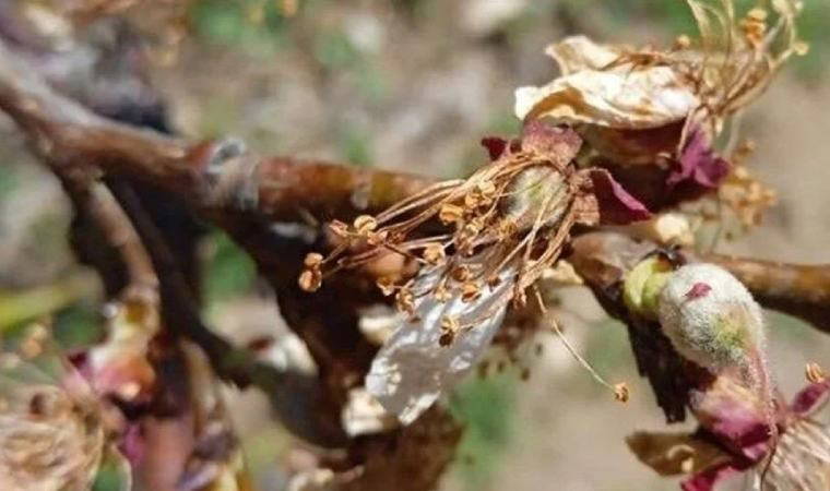 Malatya’da kayısı ağaçlarını don vurdu: Valilik'ten açıklama geldi