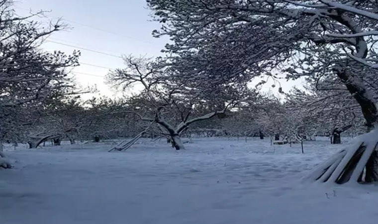 Malatya'da zirai don etkili oldu: '6 Şubat sonrası ikinci afet!'