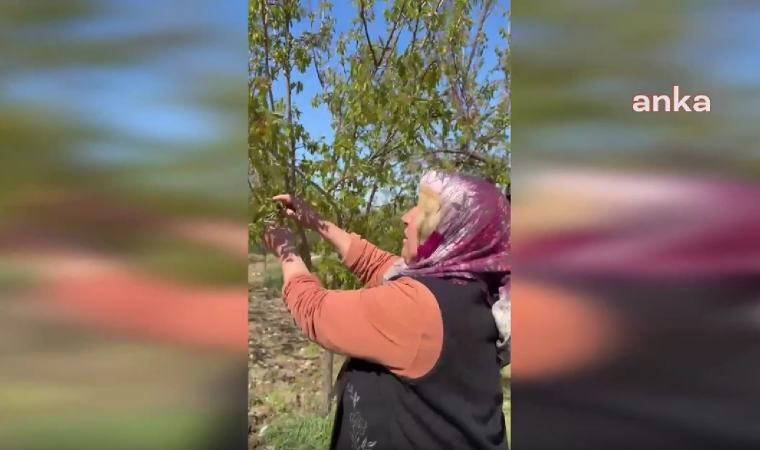 Malatya’da don felaketi kayısıyı vurdu: 'Doğal afet ilan etmek için neyi bekliyorlar, işte bu doğal afet'