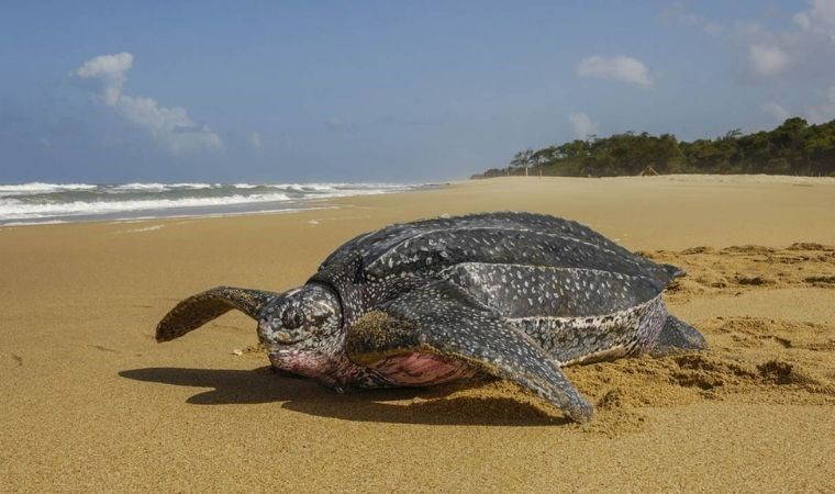 Nadir görülen deri sırtlı deniz kaplumbağası sahile vurdu