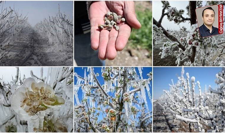Sıcaklık değişiminin tarla ve bahçe ürünlerinde kayıplara neden olacağı belirtiliyor: Ülke tarımı ‘don’du
