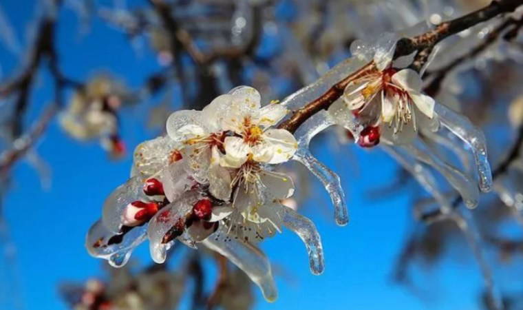 Bursa’da zirai donun faturası ağır: Meyve ağaçlarında yüzde 80'e varan kayıp meydana geldi