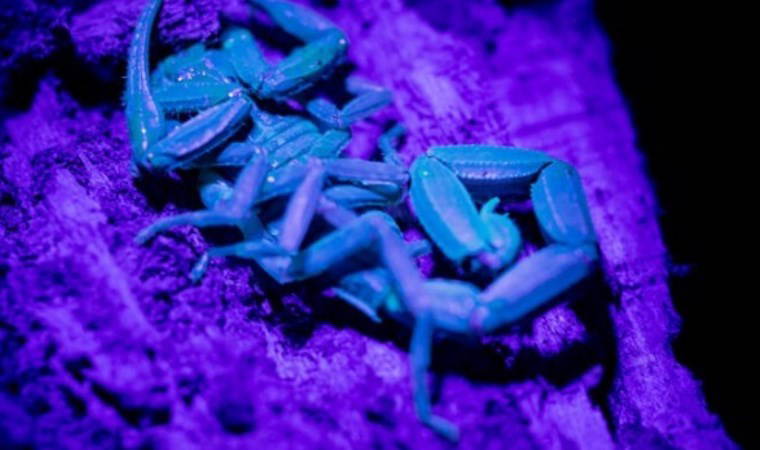 Binlerce mavi akrep besliyor: Zehrini sağıp tüketiyor!