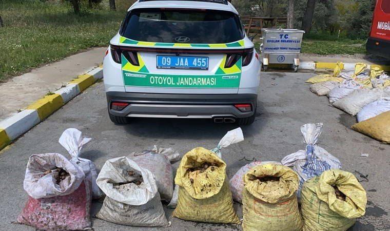 Aydın'da 1 ton 800 kilogram salyangoz ele geçirdi