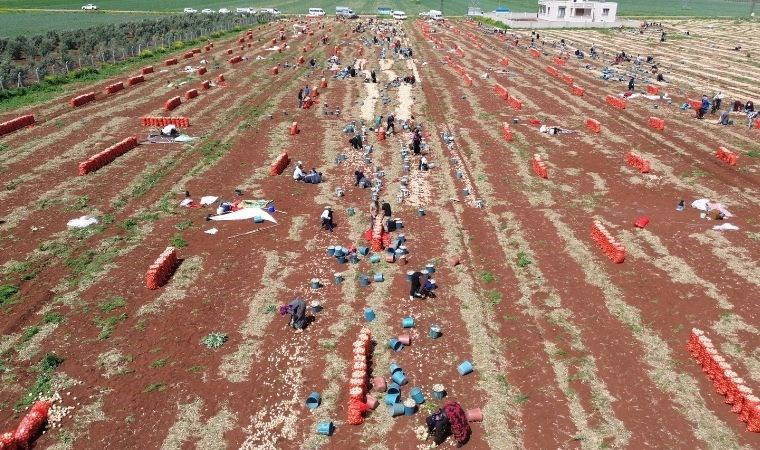 Amik Ovası'nda bereketli hasat: Tarlada kilosu 15 TL