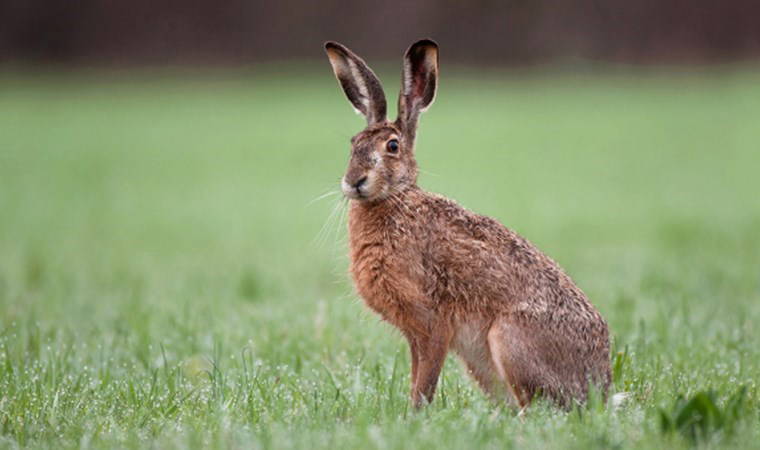 Manisa'da yaban tavşanı avlayan çobana 24 bin 355 lira ceza verildi