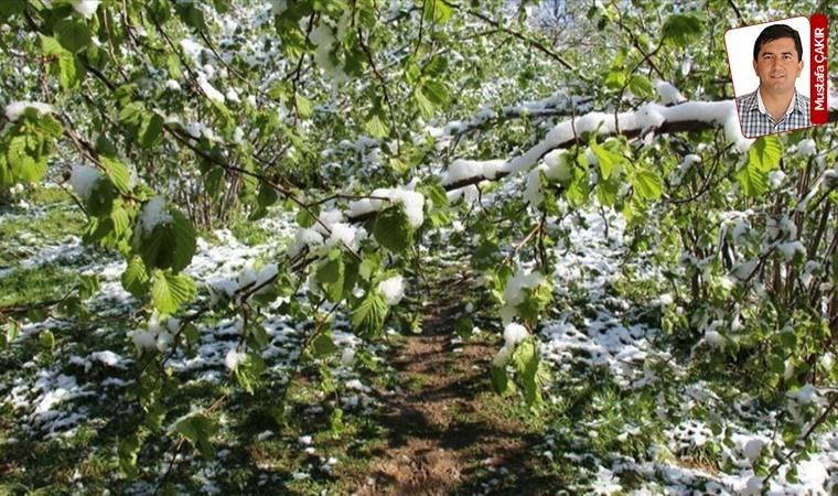 Donun vurduğu üretici kara kara düşünüyor: Tek çözüm ‘afet bölgesi ilanı’