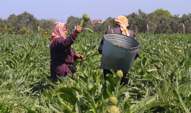 Urla'da hasat devam ediyor: Tarlada 20 TL tezgahta 50 TL...