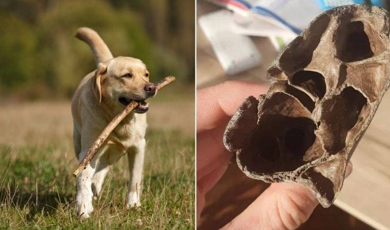 Köpeğin getirdiği 'çubuk' binlerce yıllık fosil çıktı
