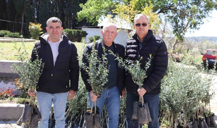 Urla’da zeytin üreticisine fidan desteği