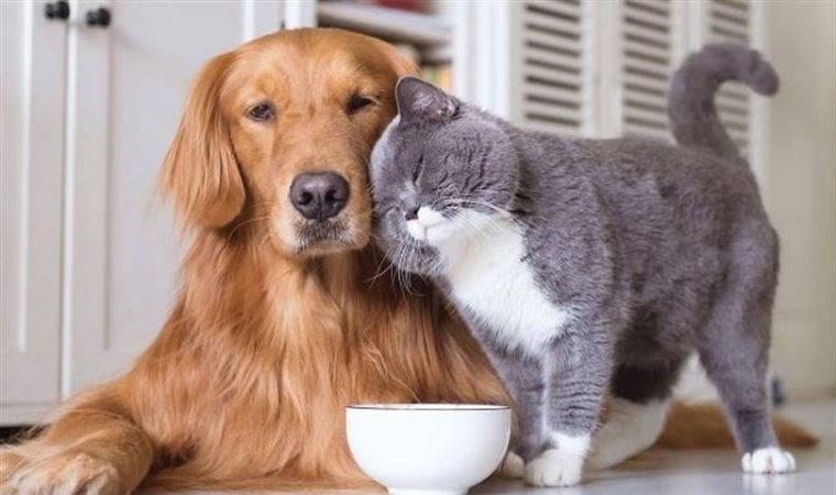 Evcil hayvanınız varsa bu bitkileri asla evinizde bulundurmayın: Kedi ve köpekler için zararlı olan 7 ev bitkisi