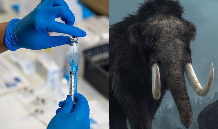 DSÖ’den “mamut çiçeği” tatbikatı: Buzlar çözülüyor, virüsler uyanıyor