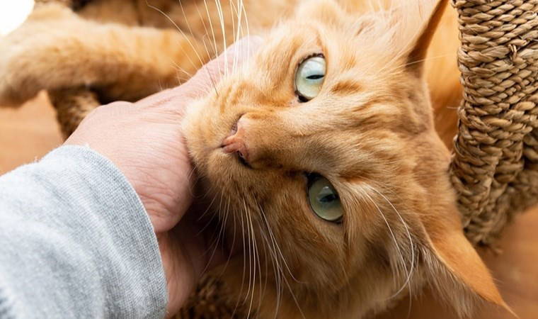 Kedilerin evcilleşme hikayesi yeniden yazılıyor: DNA sonuçları tüm teorileri çökertti