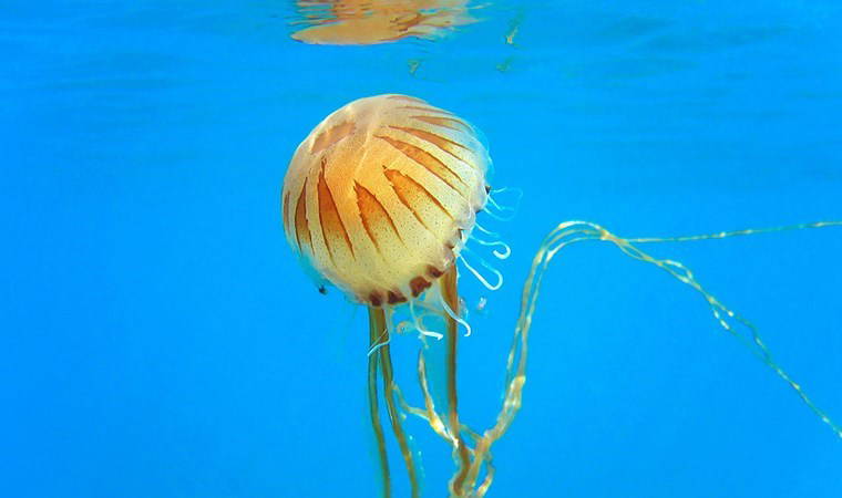 Denizanalarının göçü başladı: Uzmanlardan temas uyarısı