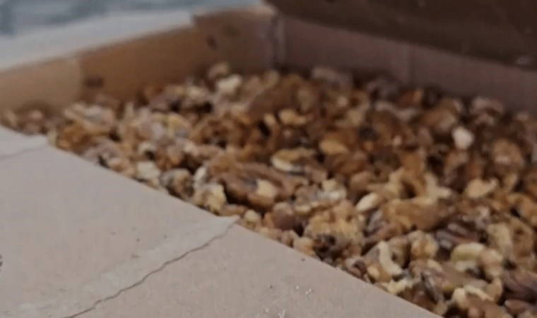 Şanlıurfa'da skandal: Baklava imalathanesinde tonlarca küflenmiş ceviz ele geçirildi!