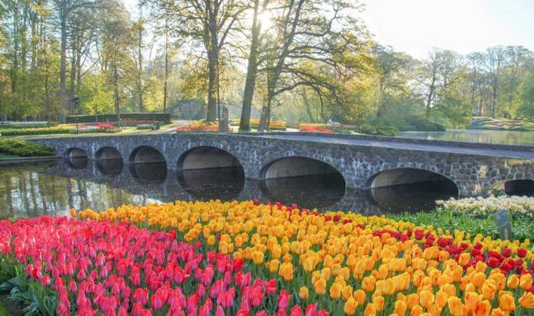 Dünyanın en büyük lale bahçelerinden ‘Keukenhof’ ziyarete açıldı