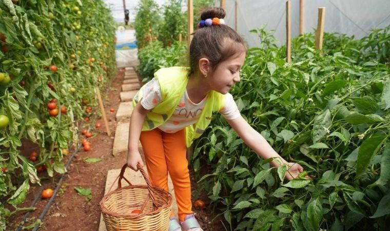 Erdemli'de hasat başladı: Çocuk serasında yetişiyor...