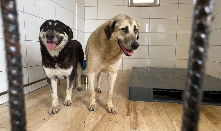 İstanbul Avcılar'da 2 köpek zehirlendi: Veterinerler acil müdahaleyle kurtardı!
