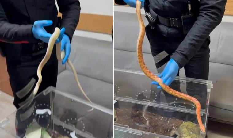 Maslak’ta piton ve zehirli Mısır yılanları ele geçirildi