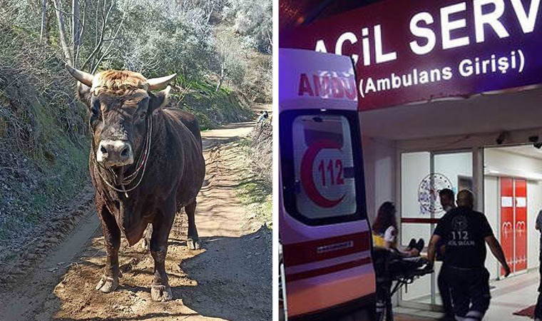 Aydın'da acı olay: Boğa saldırısına uğrayan genç hayatını kaybetti