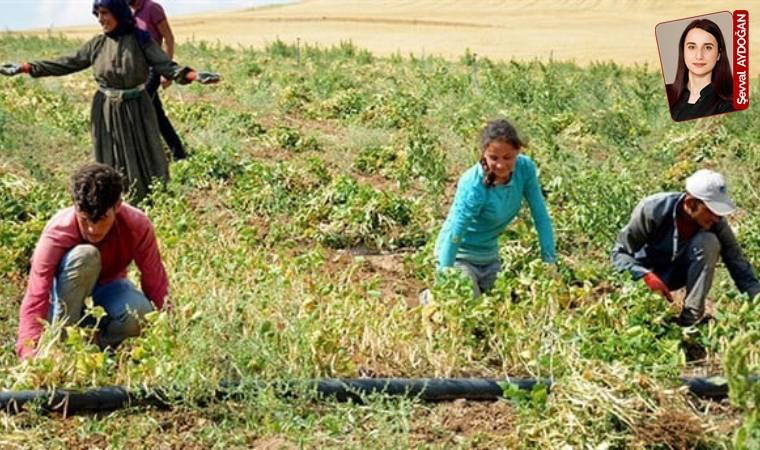 Tarlaya çocuk göçü