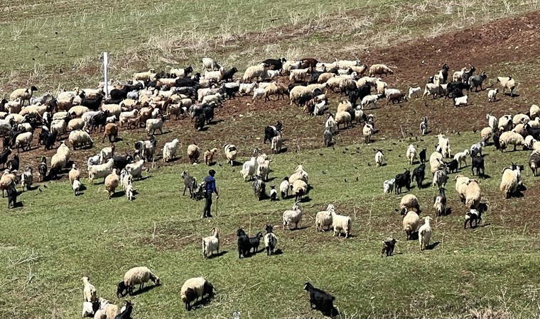70 bin TL maaşla çoban bulamıyorlar
