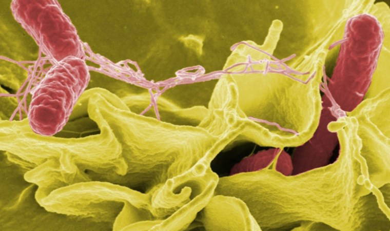 Salmonella uyarısı: Bahar ve yaz aylarını seviyor