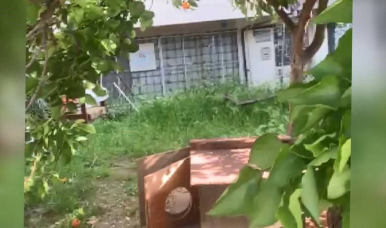 Bursa'da vahşet: 8 yavru kedi kesici aletle öldürüldü!