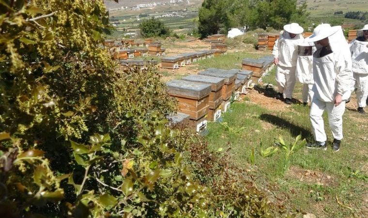 Mersin'de hasadı başladı: Kilosu 1300 TL