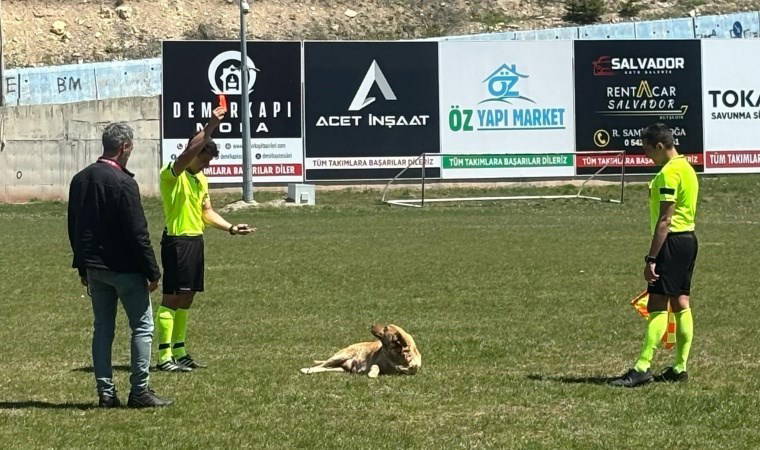Sahaya giren köpek kırmızı kart gördü!
