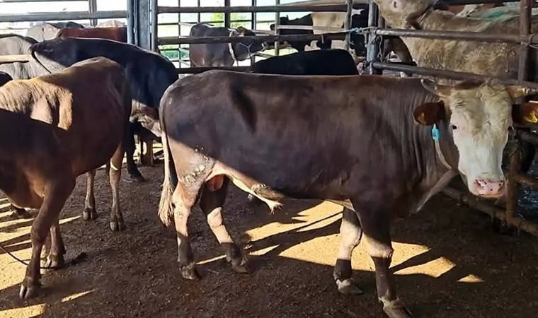 Denetimde ortaya çıktı: Tekirdağ'da 'kaçak hayvan sevkiyatı'na ağır ceza